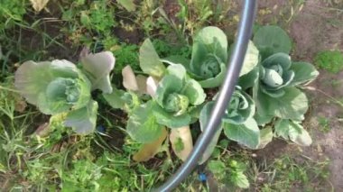 Growing summer harvest in the garden