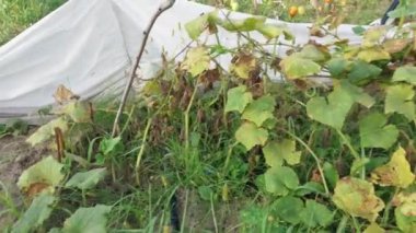 Growing summer harvest in the garden
