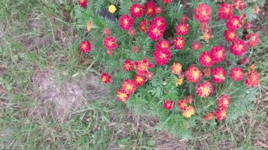 Growing summer harvest in the garden