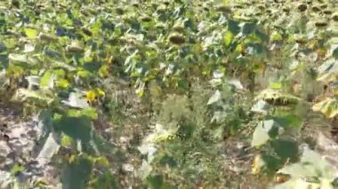 Sunflower harvest on a summer field in the village