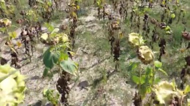 Sunflower harvest on a summer field in the village