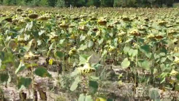 Врожай Соняшнику Літньому Полі Селі — стокове відео