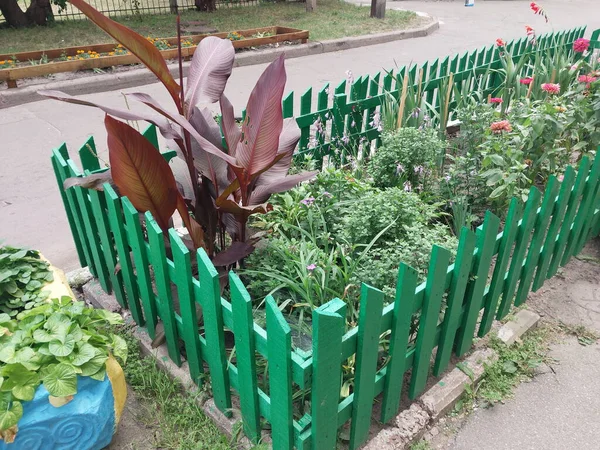 Flowers and plants grow in the front garden near the house in a the city