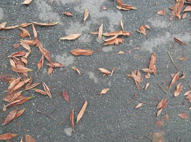 Ağaçlardan düşen sonbahar yaprakları