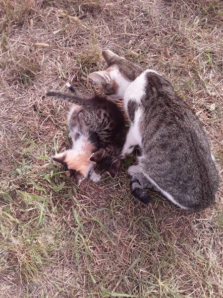 Gatos Divertem Jardim Uma Aldeia — Fotografia de Stock