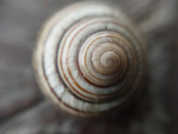 Land Snail Shell Garden — Stock Photo, Image