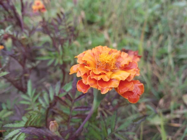 秋の庭でカラフルな秋の花 — ストック写真