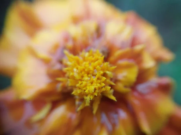 Fleurs Automne Colorées Dans Jardin Automne — Photo