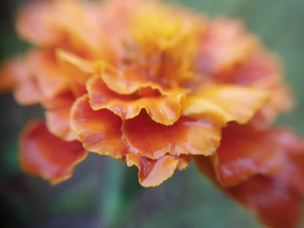 Πολύχρωμα Φθινοπωρινά Λουλούδια Στον Φθινοπωρινό Κήπο — Φωτογραφία Αρχείου