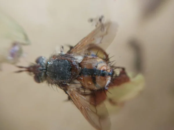 Fly Crawls Plants Garden — Stock Photo, Image