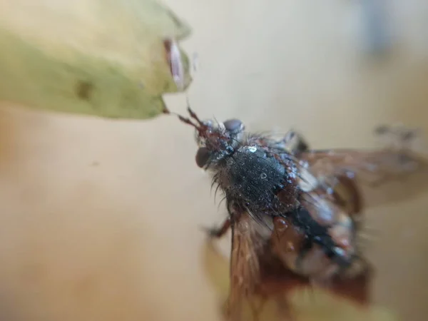 Eine Fliege Kriecht Über Pflanzen Garten — Stockfoto