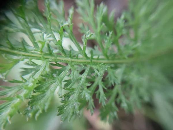 Kleurrijke Plantenbladeren Regen — Stockfoto