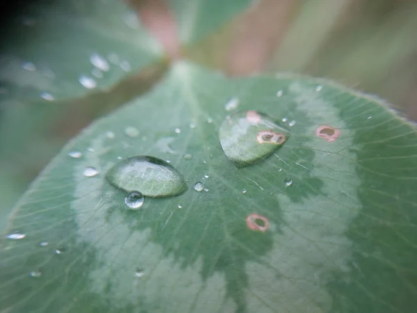 Caído Rocío Otoño Por Mañana Las Hojas Las Plantas — Foto de Stock