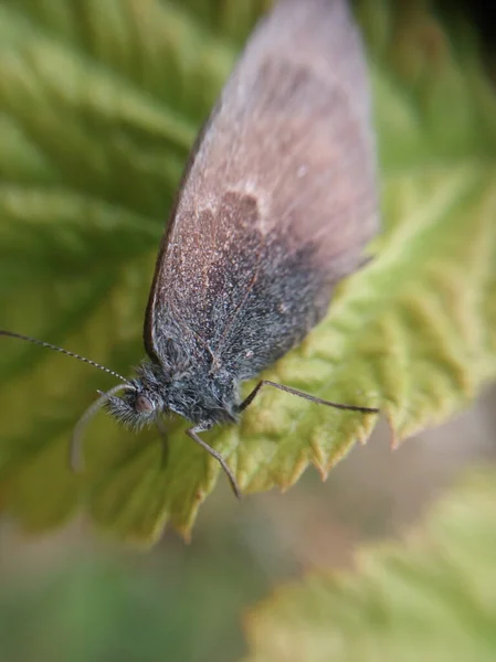 Noite Mariposa Borboleta Uma Folha Verde — Fotografia de Stock