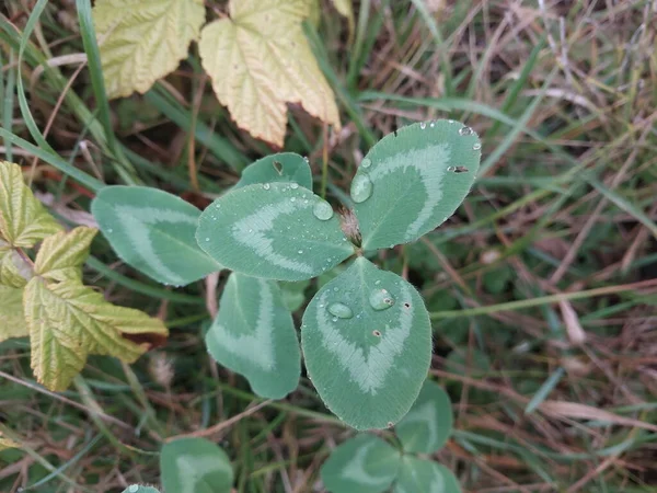 Feuilles Plantes Colorées Après Pluie — Photo