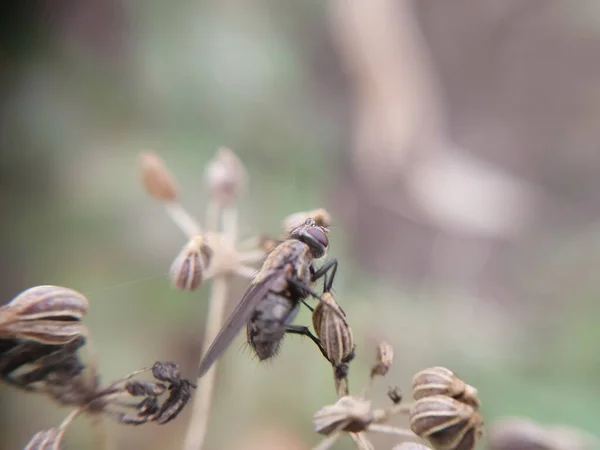 Eine Fliege Kriecht Über Pflanzen Garten — Stockfoto