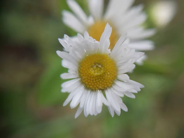 Bunte Herbstblumen Herbstlichen Garten — Stockfoto