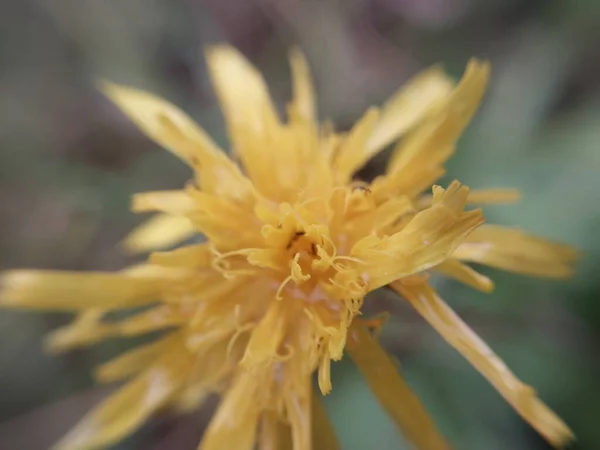 Sonbahar Bahçesinde Renkli Sonbahar Çiçekleri — Stok fotoğraf