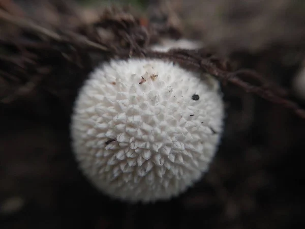 キノコは地面と草の上に育ちました — ストック写真