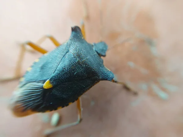 Escarabajo Arrastrándose Sobre Las Baldosas Hormigón —  Fotos de Stock