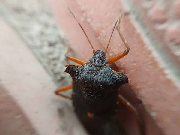 Beetle Crawling Concrete Tiles — Stock Photo, Image