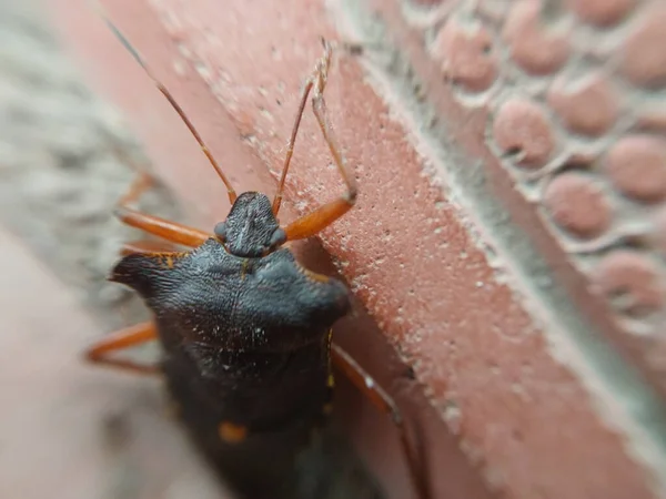 Beetle Crawling Concrete Tiles — Stock Photo, Image