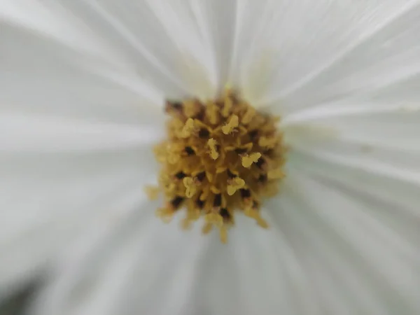 秋の庭でカラフルな秋の花 — ストック写真