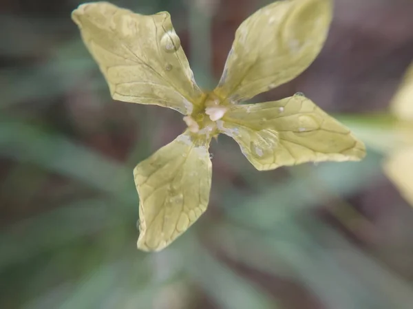 Bunte Herbstblumen Herbstlichen Garten — Stockfoto