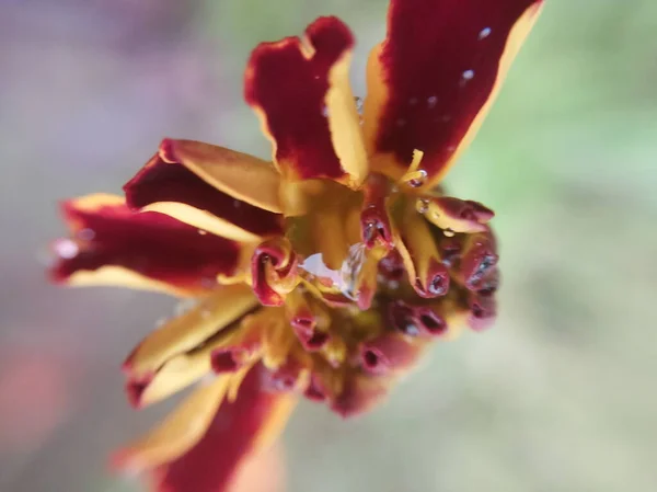 秋の庭でカラフルな秋の花 — ストック写真