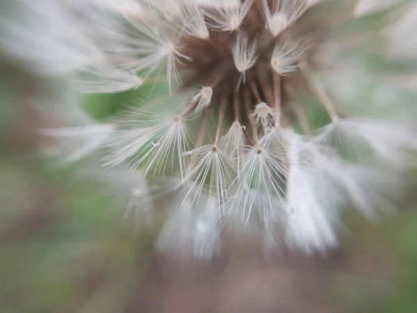 秋の庭でカラフルな秋の花 — ストック写真