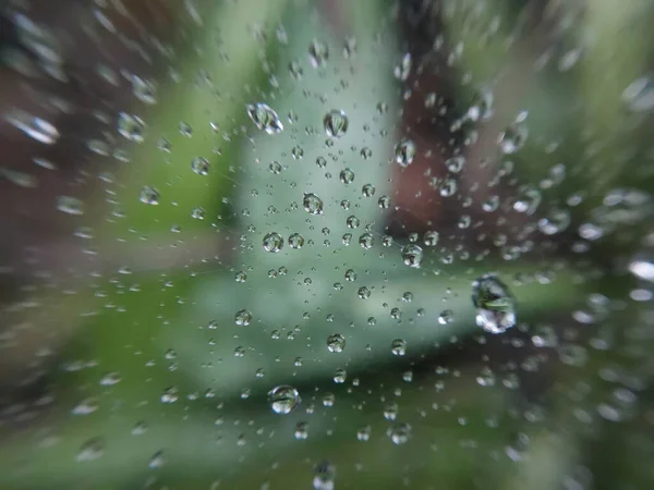 Dew Drops Lie Cobweb — Stock Photo, Image
