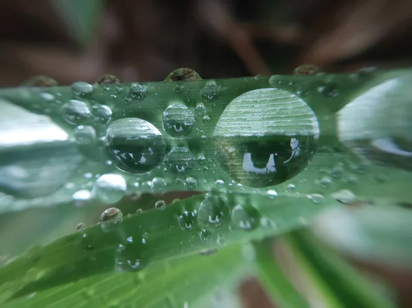 Caído Rocío Otoño Por Mañana Las Hojas Las Plantas — Foto de Stock