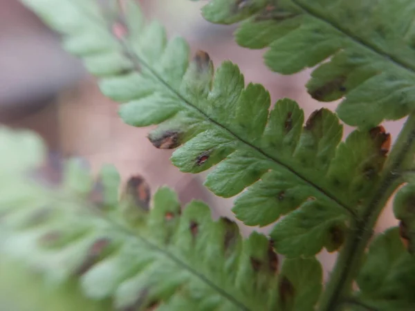 Coloridas Hojas Plantas Después Lluvia —  Fotos de Stock