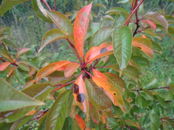 Kolorowe Liście Roślin Deszczu — Zdjęcie stockowe