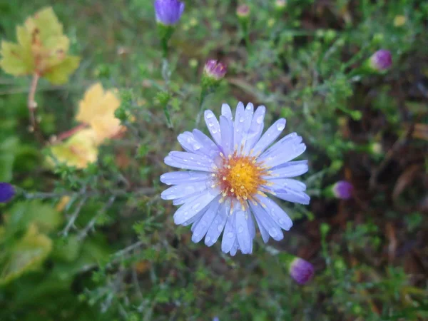 Fiori Autunnali Colorati Giardino Autunnale — Foto Stock