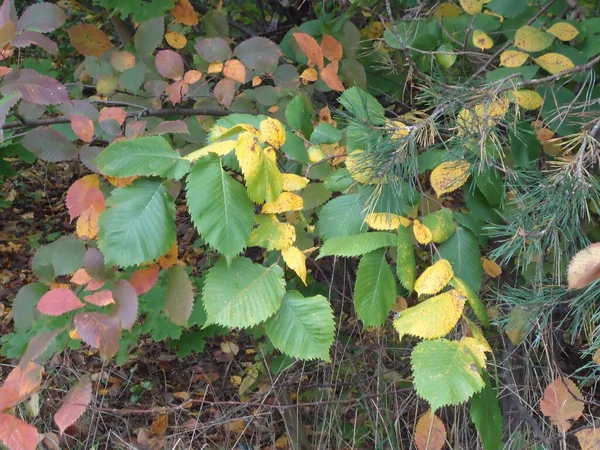 秋天的树叶 躺在地上 — 图库照片