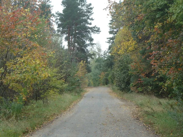 Herbststraße Wald Nach Dem Letzten Regen — Stockfoto