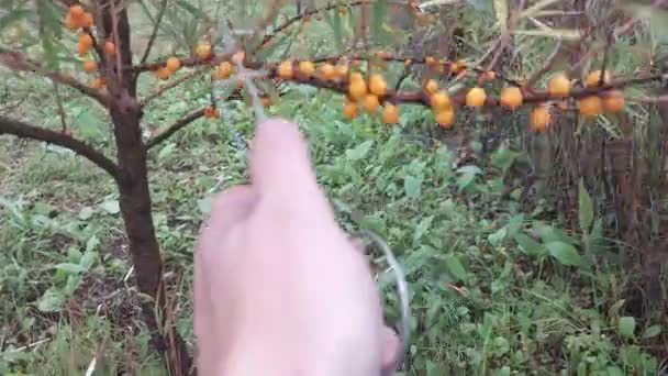 秋天在花园里成熟的沙棘树 — 图库视频影像