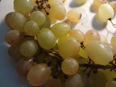 Olgun yeşil üzümler Kishmish 'ler