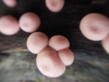 Mantarlar sonbahar ormanlarında yetişir.