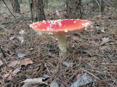 Kızıl sinek agarik ormanda büyüdü.