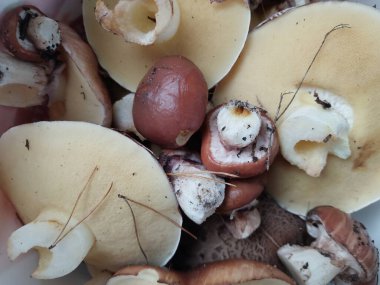 Mantarlar sonbahar ormanlarında yetişir.