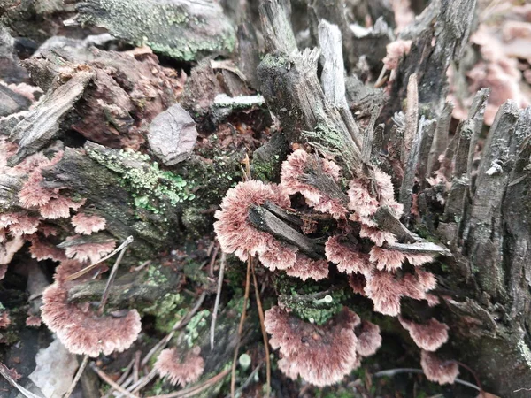 Mantarlar Sonbahar Ormanlarında Yetişir — Stok fotoğraf