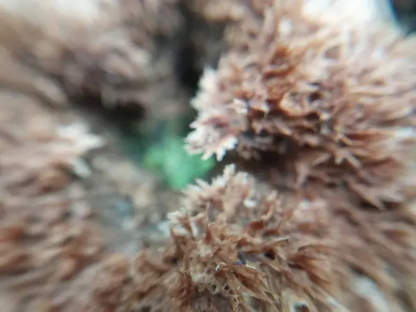 Champignons Cultivés Dans Une Forêt Automne — Photo