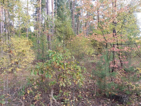 Herfst Bos Gebladerte Kleuren — Stockfoto