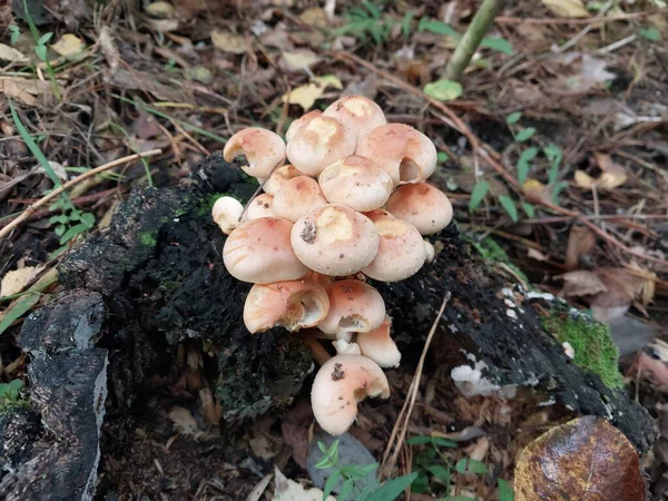 生长在秋天森林里的蘑菇 — 图库照片