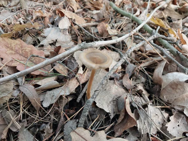 Cogumelos Cultivados Uma Floresta Outono — Fotografia de Stock