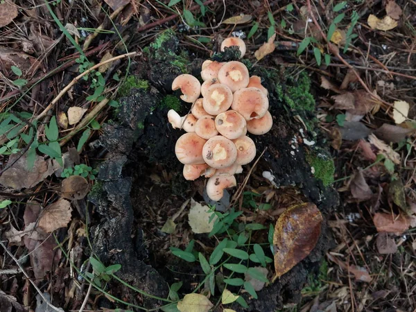 Funghi Coltivati Una Foresta Autunnale — Foto Stock