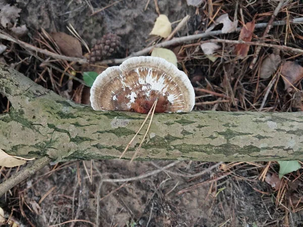 生长在秋天森林里的蘑菇 — 图库照片