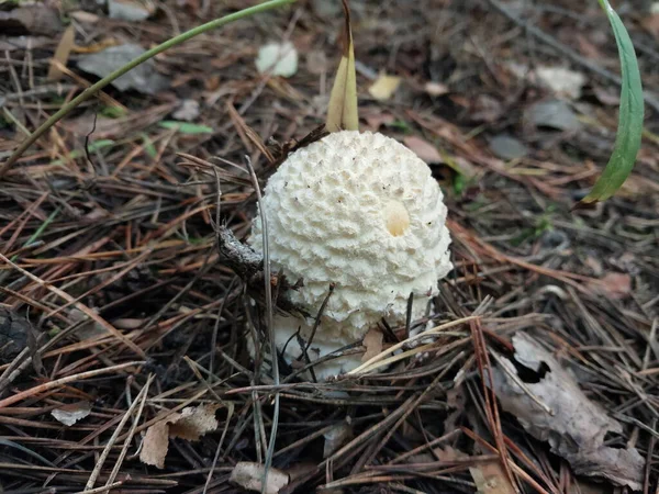 Mushrooms Grown Autumn Forest — Stock Photo, Image